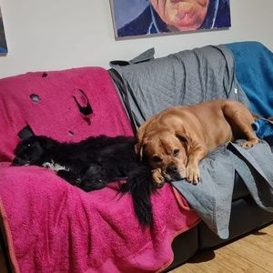 Meet your Posher, Susan